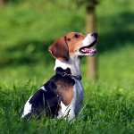 Race de chiens beagle