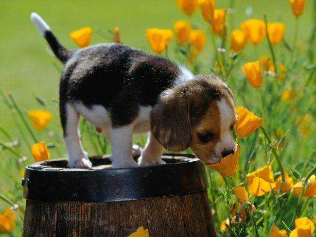 Race de chiens beagle
