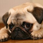 Race de chiens carlin Race de chiens carlin