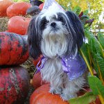 Race de chiens Shih Tzu