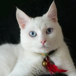 Races de chats blancs Races de chats blancs