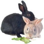 Espèces de lapins ornementaux Espèces de lapins ornementaux