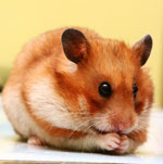 Races de hamsters Races de hamsters