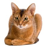 Races de chats: Chat abyssin