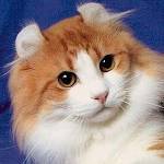 Races de chats: American Curl