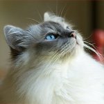 Races de chats: chat birman