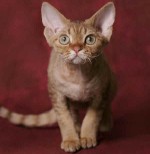 Races de chats: Devon Rex