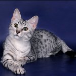 Races de chats: Mau égyptien