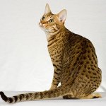 Races de chats: ocicat Races de chats: ocicat