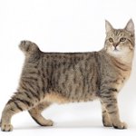 Races de chats: pixibob Races de chats: pixibob