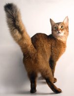 Races de chats: Chat somalien Races de chats: Chat somalien