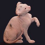 Races de chats: ukrainien