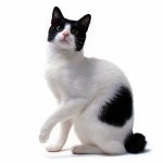 Races de chats: Bobtail japonais