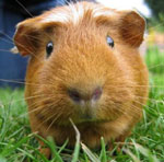 Races de cochons d'Inde