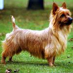 Races de chiens: Terrier australien