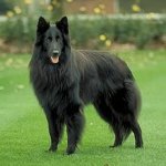 Races de chiens: Berger Belge Grunendal