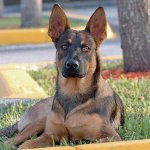 Races de chiens: Berger Belge Malinois Races de chiens: Berger Belge Malinois
