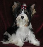 Races de chiens: Yorkshire terrier Races de chiens: Yorkshire terrier