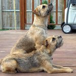 Races de chiens: border terrier