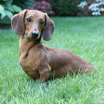 Races de chiens: teckel aux cheveux lisses Races de chiens: teckel aux cheveux lisses