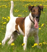 Races de chiens: fox terrier aux cheveux lisses