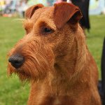 Races de chiens: Irish Terrier Races de chiens: Irish Terrier