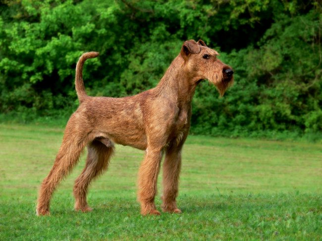 Races de chiens: Irish Terrier