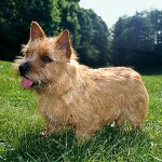 Races de chiens: Norwich Terrier Races de chiens: Norwich Terrier
