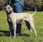 Races de chiens: Thai Ridgeback Races de chiens: Thai Ridgeback