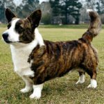 Races de chiens: cardigan gallois corgi Races de chiens: cardigan gallois corgi