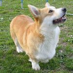 Races de chiens: welsh corgi pembroke Races de chiens: welsh corgi pembroke