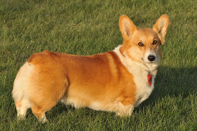 Races de chiens: welsh corgi pembroke