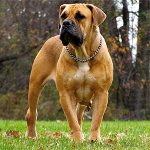 Races de chiens: Boerboel sud-africain Races de chiens: Boerboel sud-africain