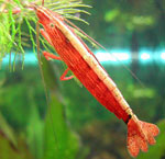 Crevettes d'aquarium
