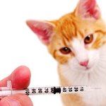 Inoculations pour les chats