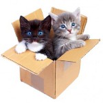 Espérance de vie des chats