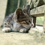 Chat perdu: que faire?