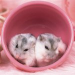 Reproduction de hamsters