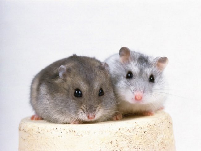 Reproduction de hamsters