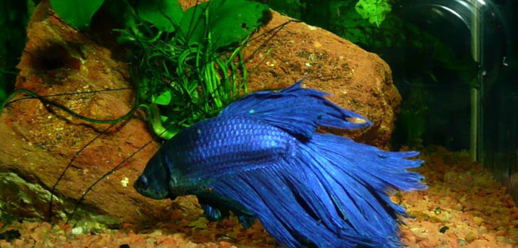 Cockfish: soin, contenu, nutrition