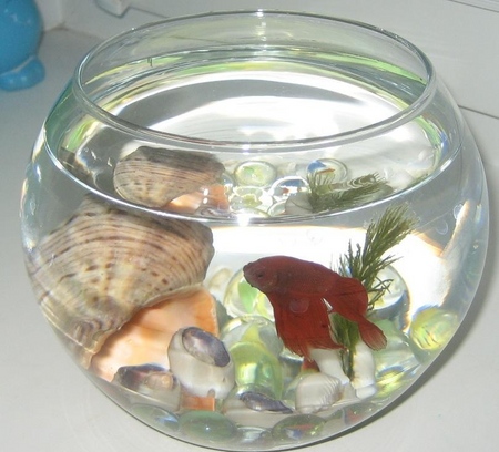 Cockfish: soin, contenu, nutrition