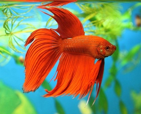 Cockfish: soin, contenu, nutrition