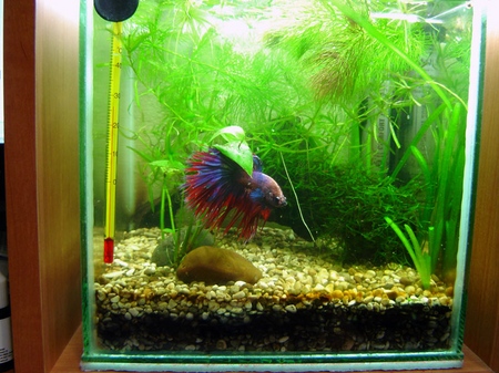 Cockfish: soin, contenu, nutrition