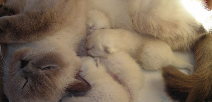 L'accouchement chez les chats
