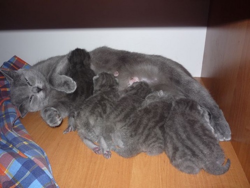 L'accouchement chez les chats