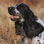 Epagneul de chasse russe