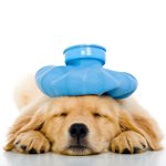 Vomissements chez le chien