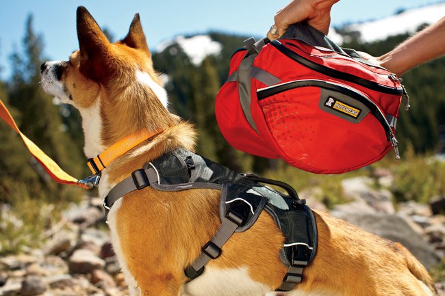 Sac à dos pour un chien