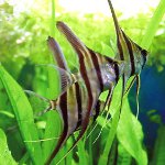 Les poissons les plus sans prétention Les poissons les plus sans prétention