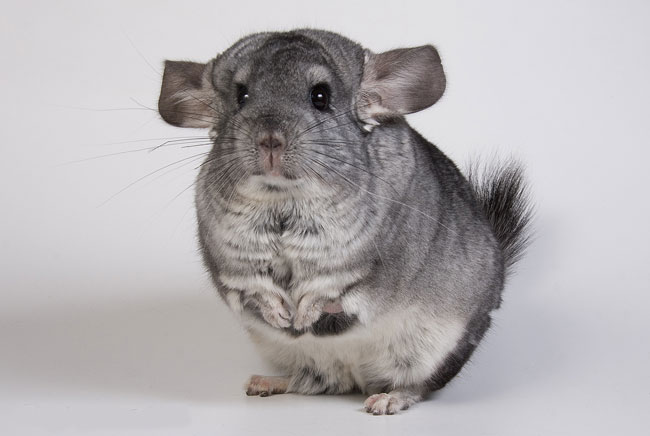 Les maladies les plus courantes des chinchillas